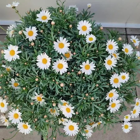 Mit Terrasse In Zentraler Lage Apartman *