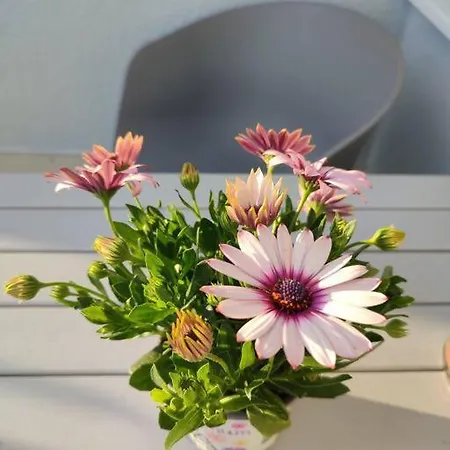 Appartement Mit Terrasse In Zentraler Lage *