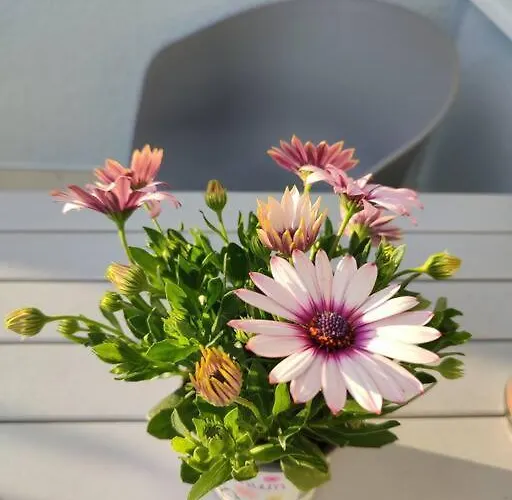 Apartment Mit Terrasse In Zentraler Lage *