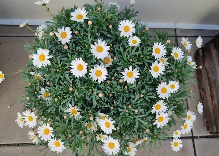 Mit Terrasse In Zentraler Lage Appartamento *